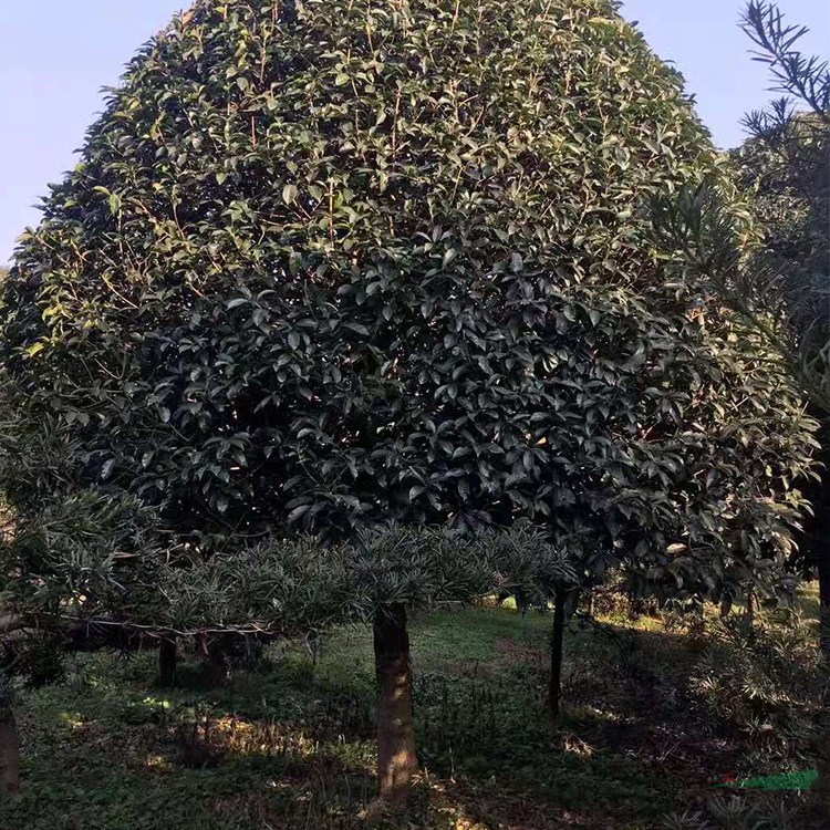 20公分桂花樹行情 湖南益陽桂花樹基地批發(fā)