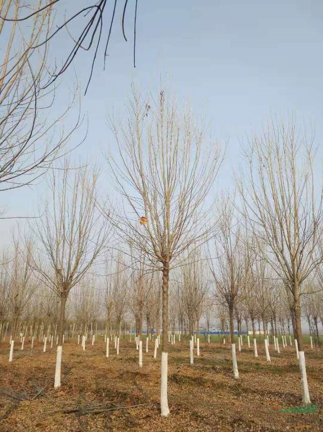 今年白蜡开春价格怎么样 采购白蜡可以到山东  白蜡行情