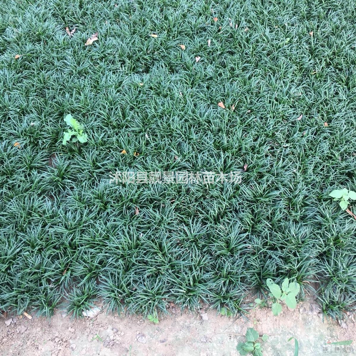 矮麦冬草种植地 小叶麦冬草产地 玉龙草绿化花木基地