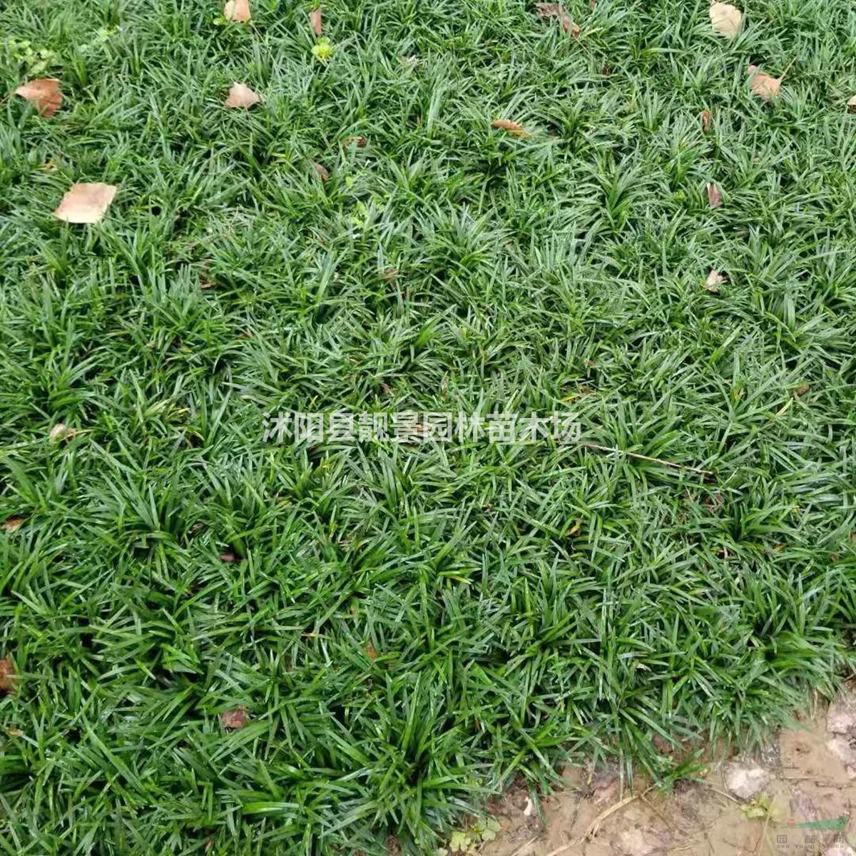 矮麦冬草种植地 小叶麦冬草产地 玉龙草绿化花木基地