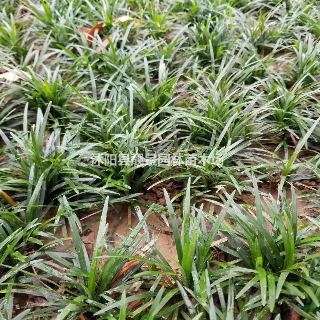 矮麦冬草种植地 小叶麦冬草产地 玉龙草绿化花木基地