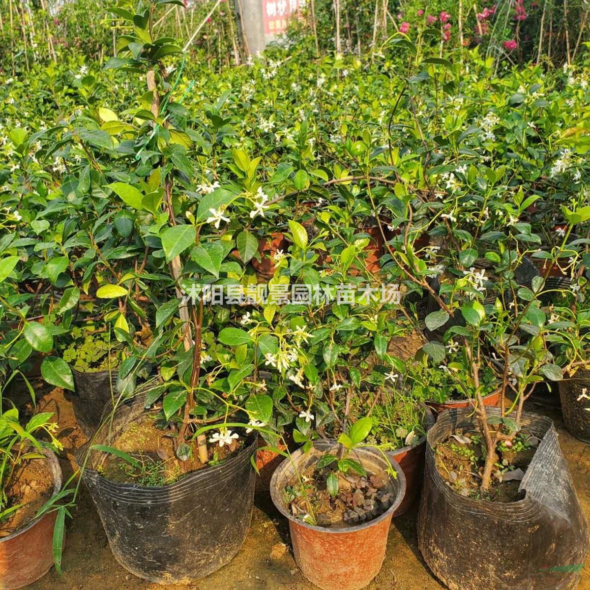 意大利络石图片 风车茉莉基地 银丝茉莉爬藤植物