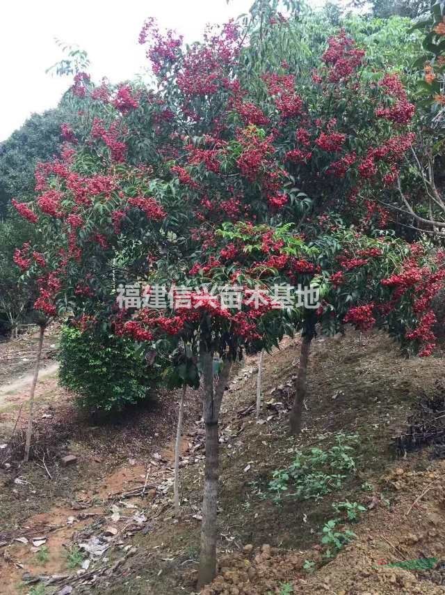 今年野鴨椿價格怎么樣