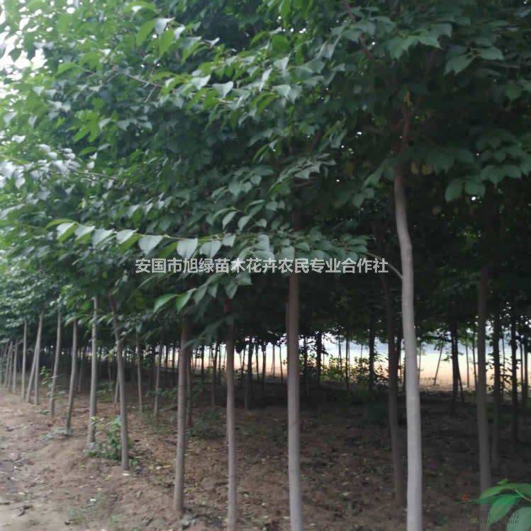 河北供应杜仲、丝棉木、丁香、皂角、黄栌