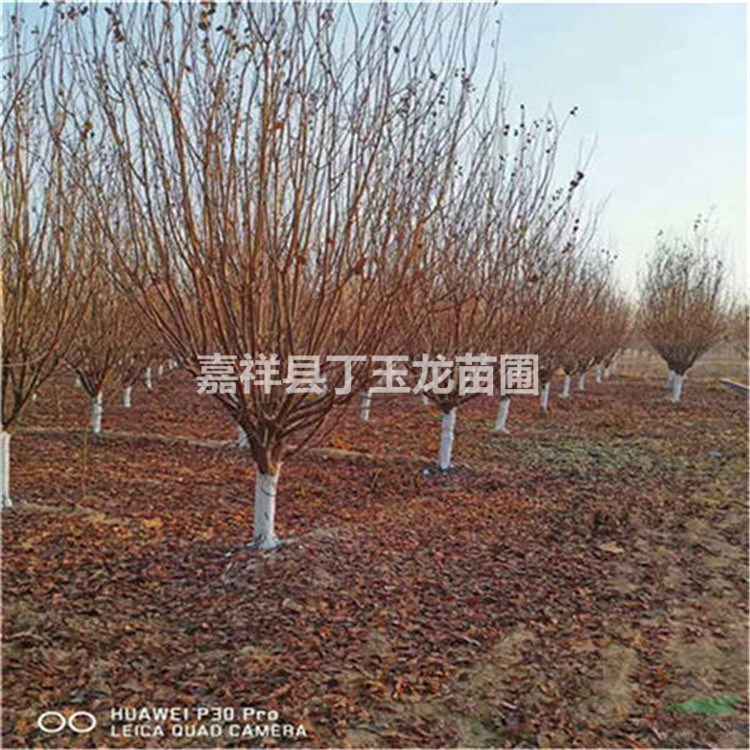 8公分紫葉李樹價格