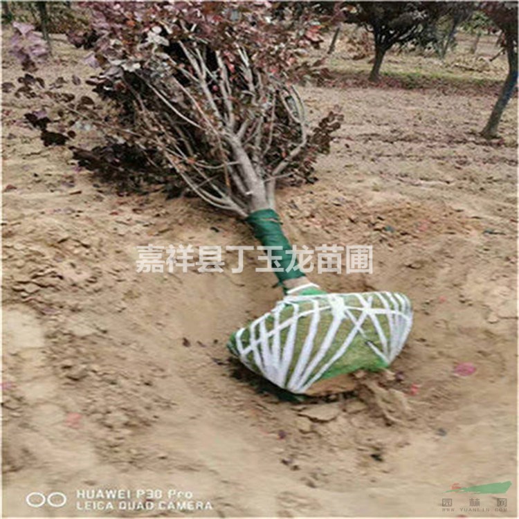 8公分紫葉李樹價格