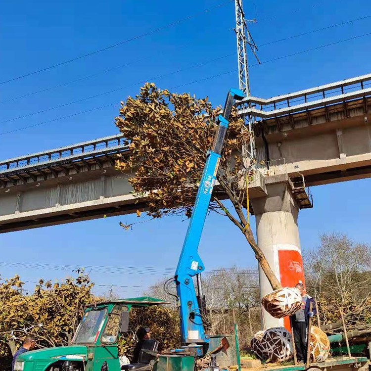 湖南廣玉蘭基地 25公分廣玉蘭價(jià)格 廣玉蘭種植