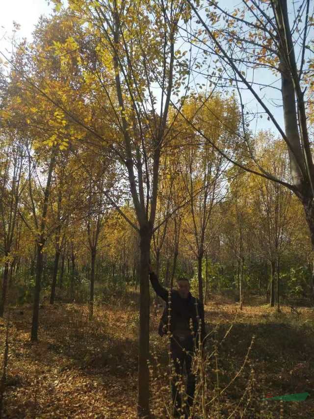 今年山東白蠟價格怎么樣 采購便宜的白蠟可以到山東