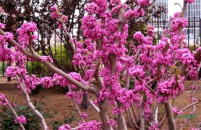 河北紫荊 叢生紫荊基地 大棵紫荊 紫荊價(jià)格