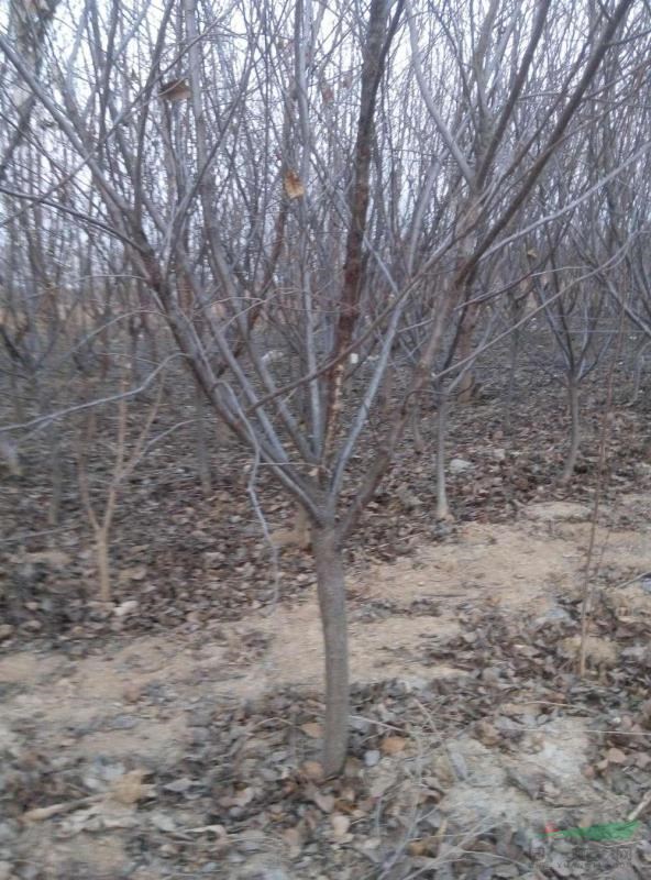 河北獨桿紫葉矮櫻 獨桿紫葉矮櫻基地 獨桿紫葉矮櫻價格