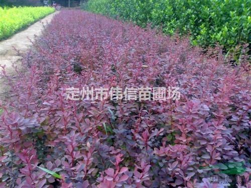 綠籬----【紅葉小檗】，紅葉小檗價格，河北紅葉小檗產地