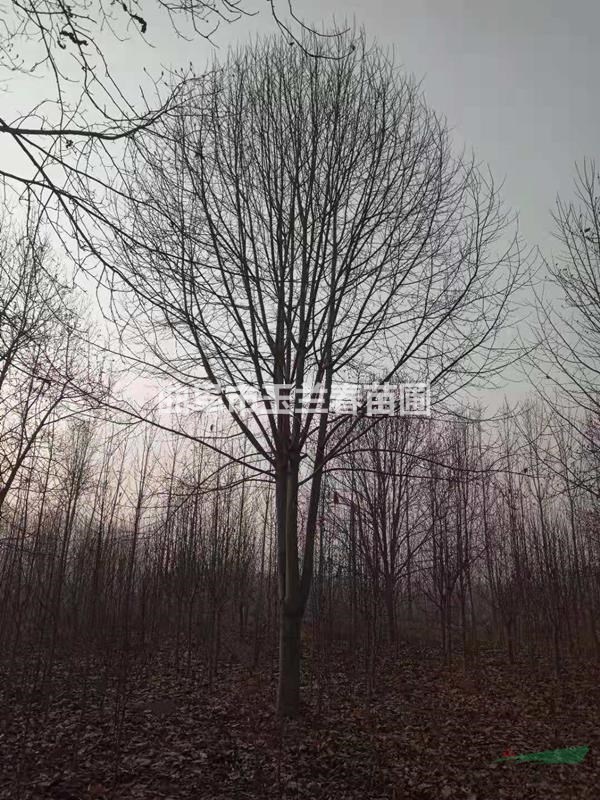 山東曲阜玉蘭春苗圃出售直徑16-30公分二喬玉蘭