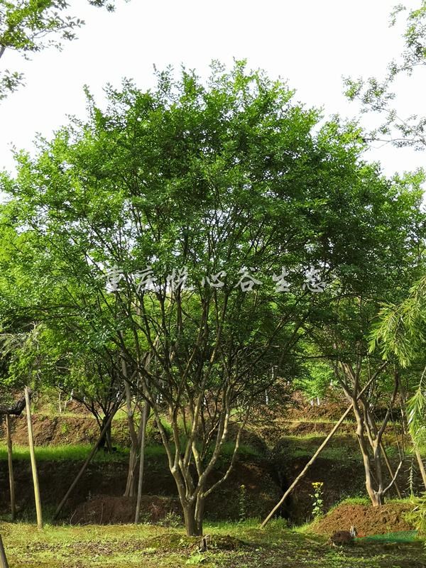精品孤植叢生紫薇