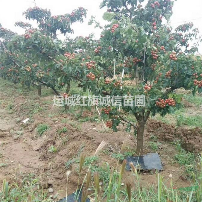哪里有山楂苗.品種山楂苗多少錢一顆.一年山楂苗.當(dāng)年山楂苗.山楂苗價(jià)格
