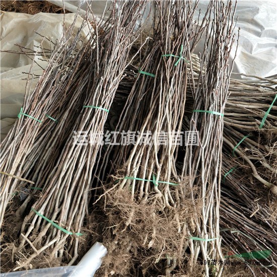 哪里有山楂苗.品種山楂苗多少錢一顆.一年山楂苗.當(dāng)年山楂苗.山楂苗價(jià)格