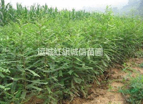 山西皂角小苗,皂角苗 1-2公分皂角苗的報(bào)價(jià).大刺皂角苗.皂角苗價(jià)格