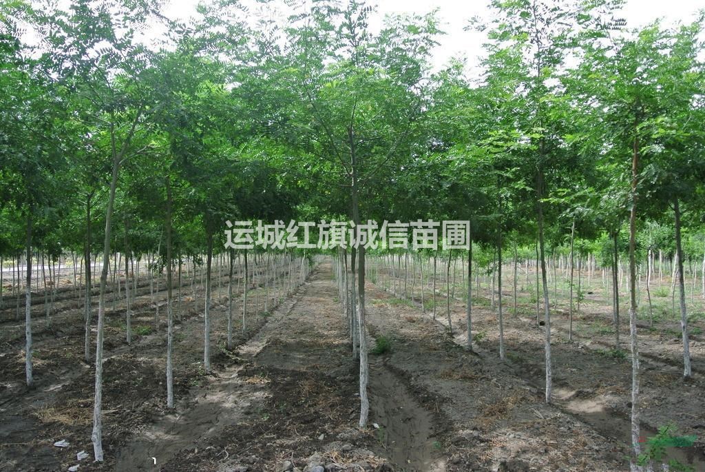 山西皂角小苗,皂角苗 1-2公分皂角苗的報(bào)價(jià).大刺皂角苗.皂角苗價(jià)格