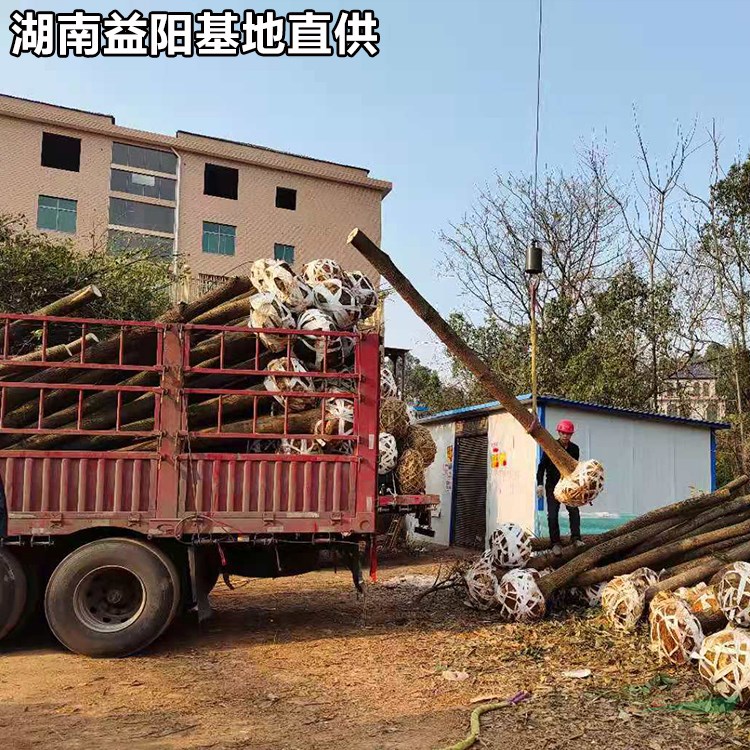 香樟種植基地 18公分移植香樟批發(fā)價格