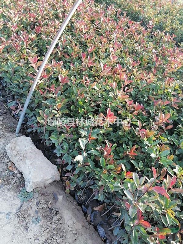 河南地栽月季，許昌月季