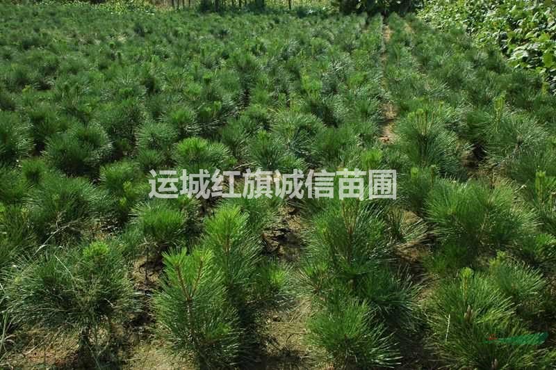 2.5-5米油松產(chǎn)地直銷(xiāo)、油松價(jià)格便宜、占地油松、2.5米油松價(jià)格..