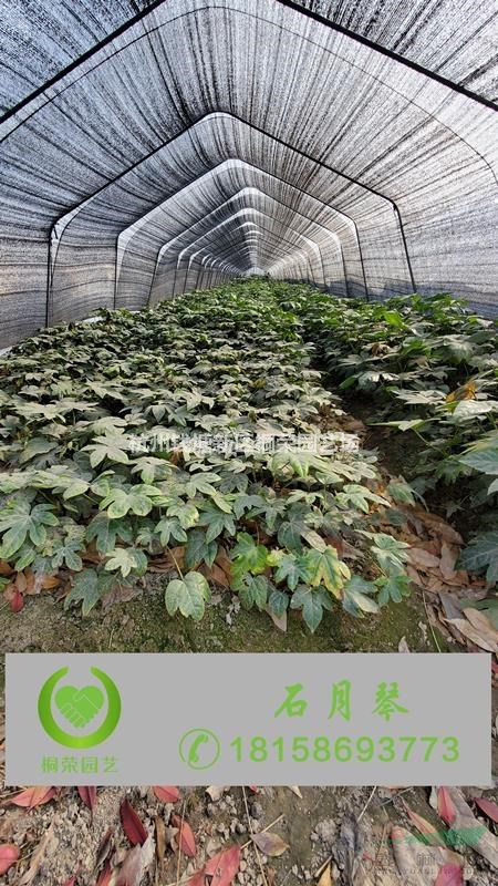 八角金盤地苗杯苗
