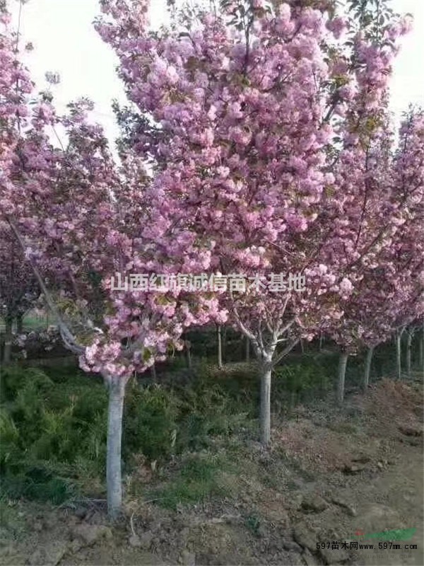  3公分4公分櫻花樹(shù)苗價(jià)格. 5公分6公分櫻花樹(shù)哪里多.山西櫻花便宜