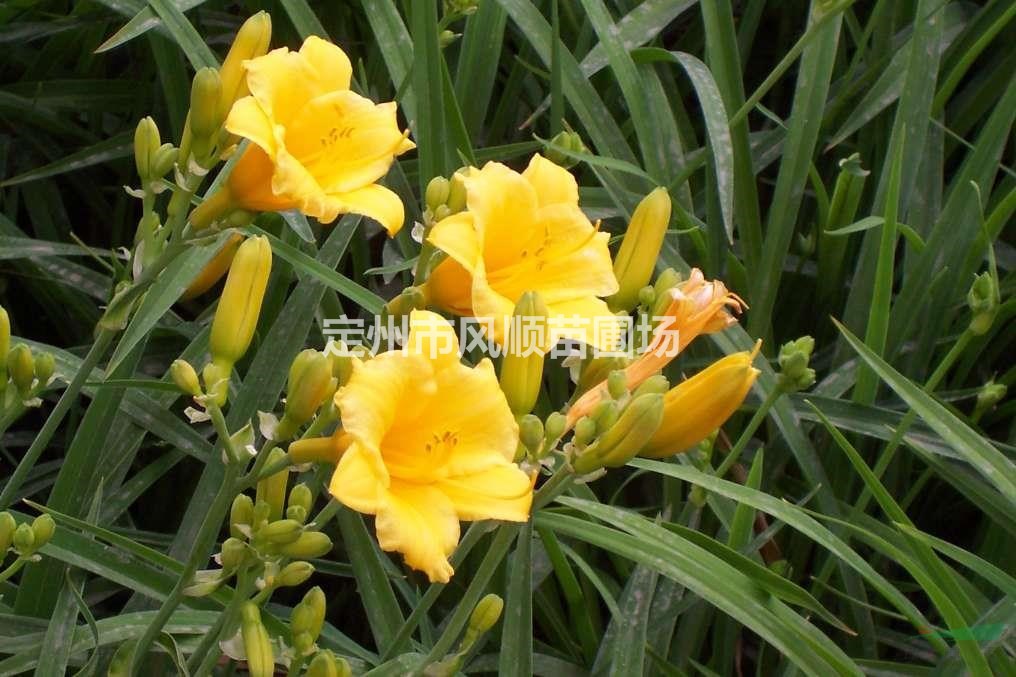 河北金娃娃萱草 金娃娃萱草基地金娃娃萱草價(jià)格