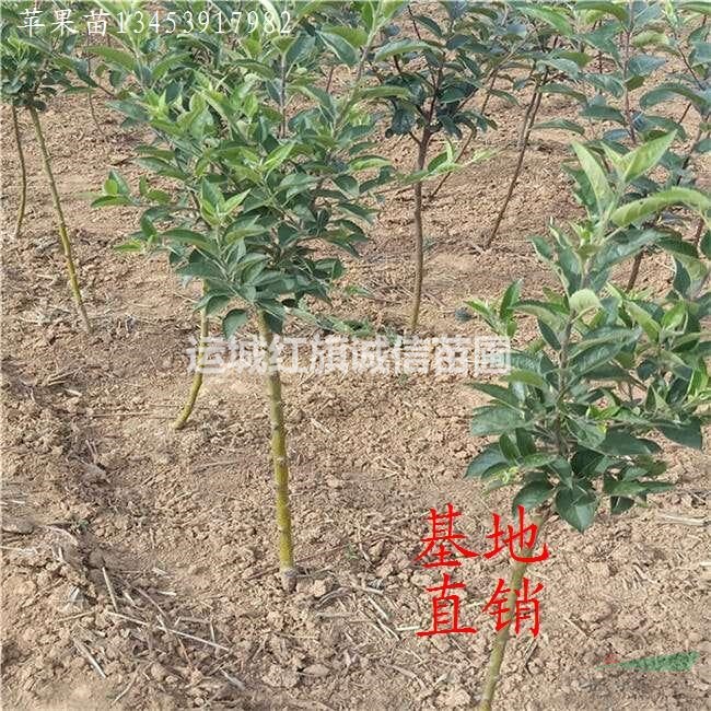 蘋果苗、1-15公分蘋果苗、品種蘋果樹、蘋果苗價(jià)格、蘋果苗