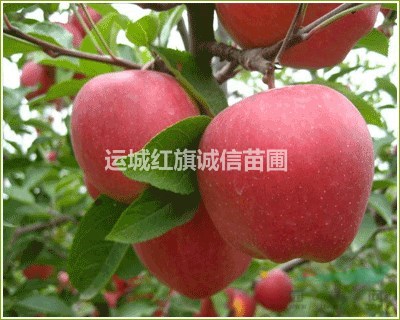 蘋果苗、1-15公分蘋果苗、品種蘋果樹、蘋果苗價(jià)格、蘋果苗