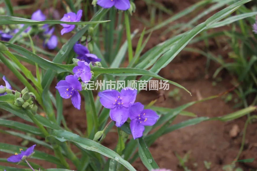 河北紫露草 紫露草基地 紫露草價(jià)格