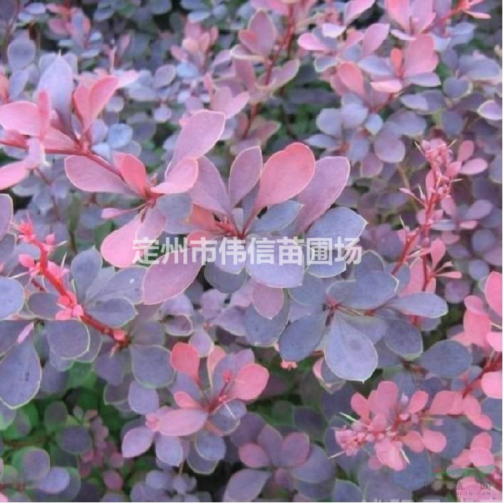 紅葉小檗批發，河北紅葉小檗價格，河北紅葉小檗產地