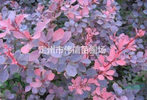 紅葉小檗批發，河北紅葉小檗價格，河北紅葉小檗產地