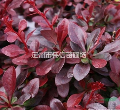 紅葉小檗批發，河北紅葉小檗價格，河北紅葉小檗產地
