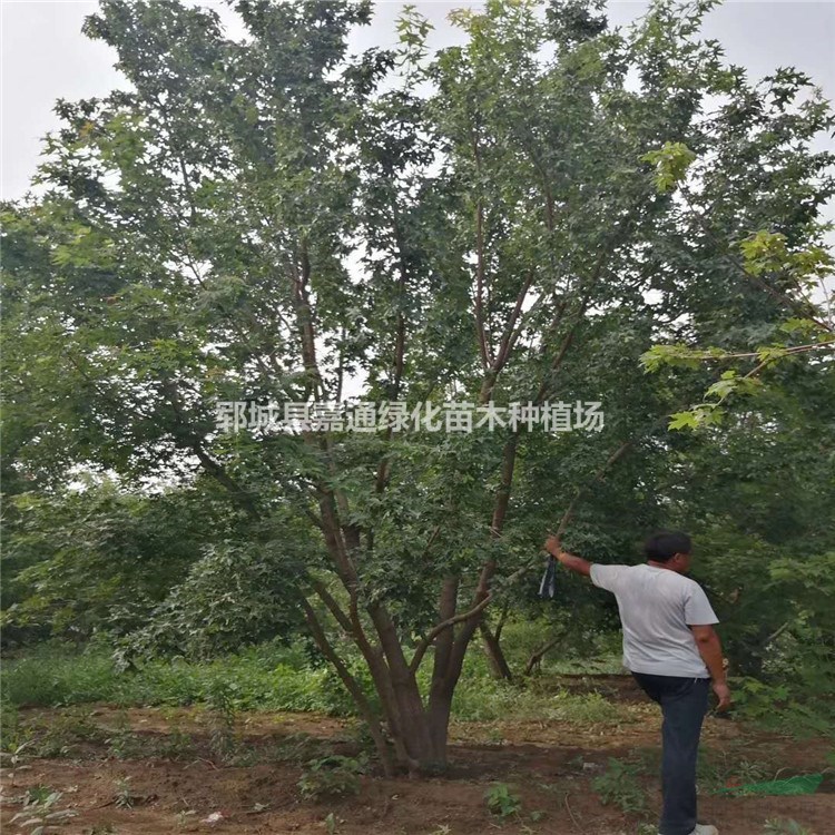 叢生五角楓批發(fā)市場(chǎng)價(jià)格優(yōu)惠 叢生五角楓小苗