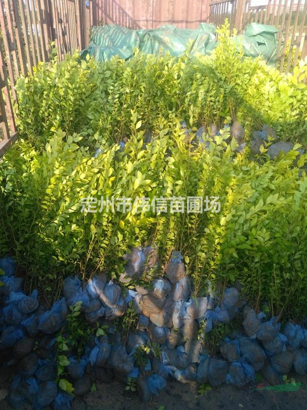 金葉女貞介紹，河北金葉女貞價格，河北金葉女貞產地