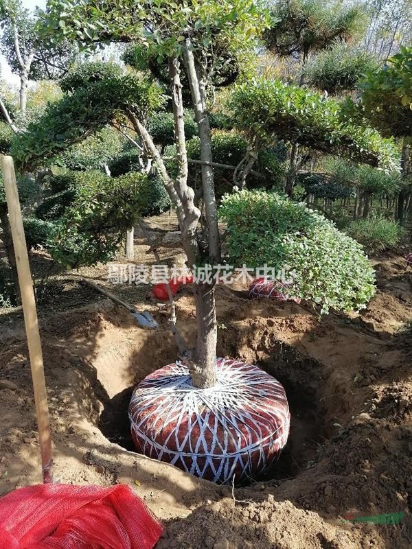 河南鄢陵黃山欒樹精品