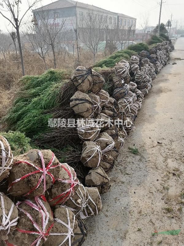 河南鄢陵黃山欒樹精品