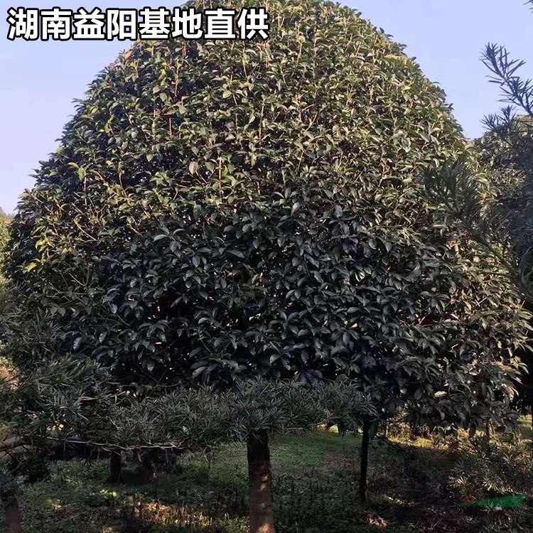 桂花樹行情如何 湖南益陽10公分桂花樹報(bào)價(jià)多少