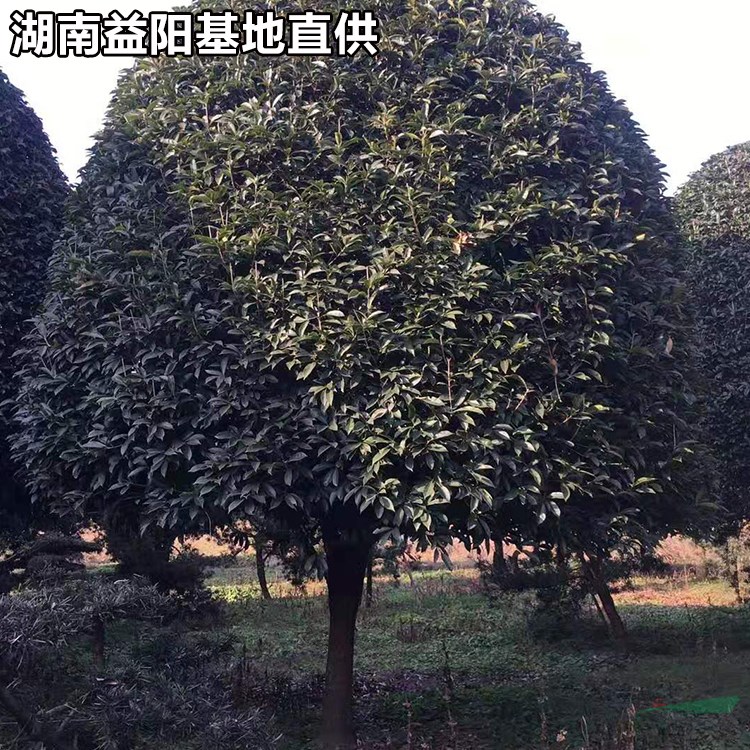 桂花樹行情如何 湖南益陽10公分桂花樹報(bào)價(jià)多少