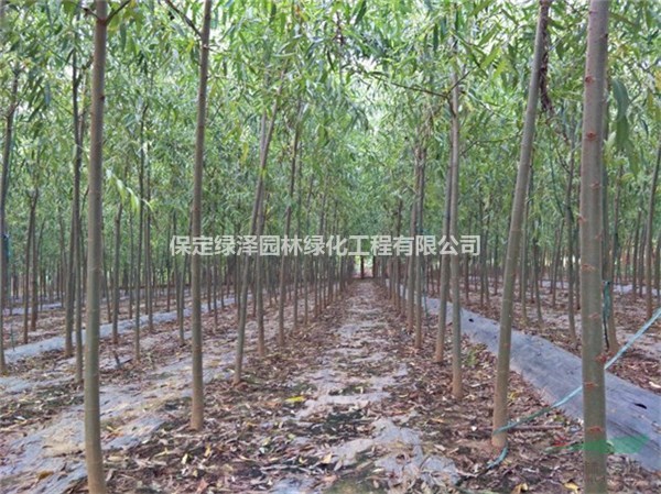 河北旱柳哪里有  旱柳育苗基地  旱柳（速生柳）苗木批發(fā)