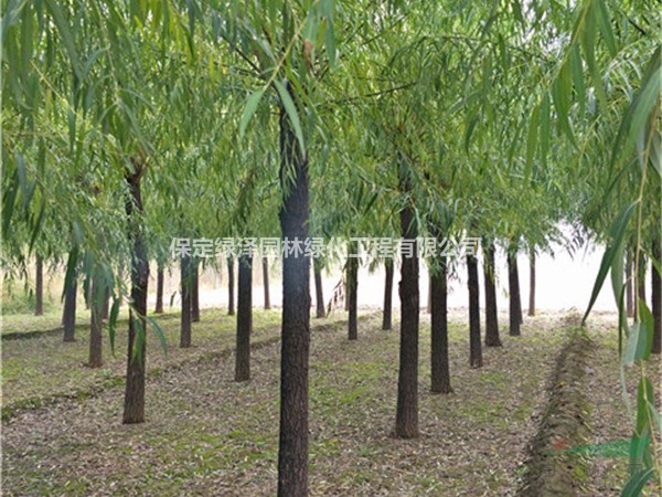 河北旱柳哪里有  旱柳育苗基地  旱柳（速生柳）苗木批發(fā)