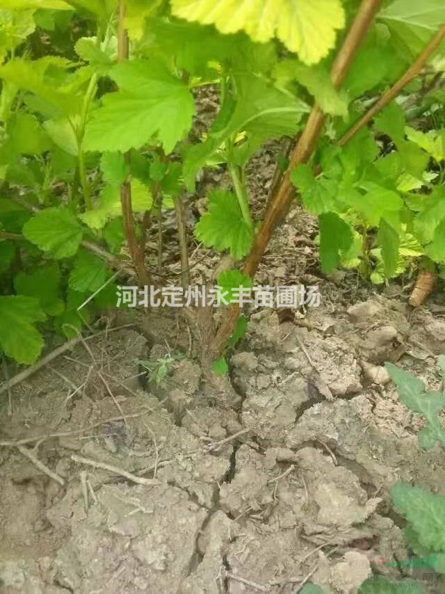 金葉風(fēng)箱果  河北金葉風(fēng)箱果 金葉風(fēng)箱果基地 帶杯金葉風(fēng)箱果