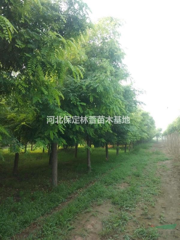 15公分刺槐