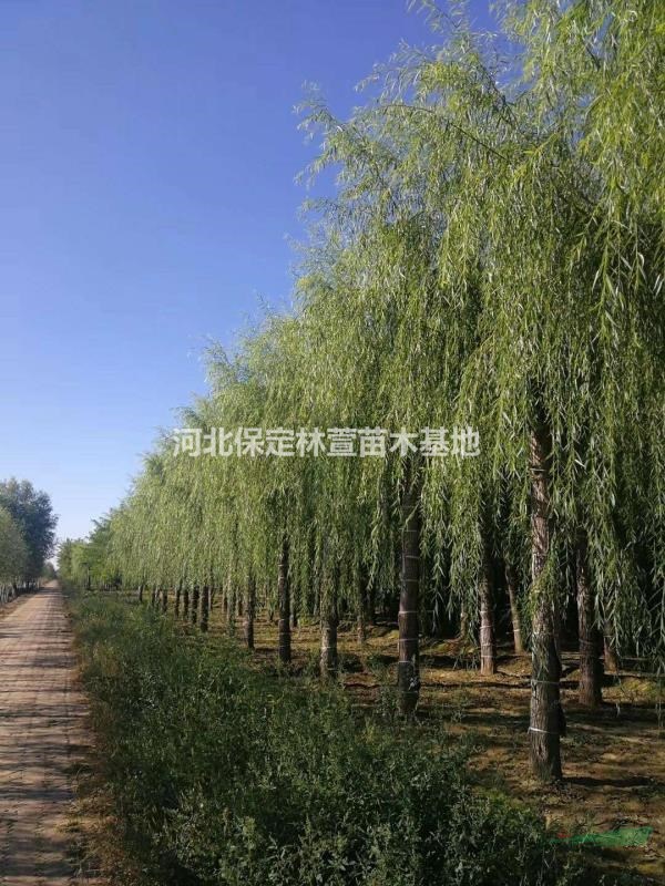 15公分垂柳