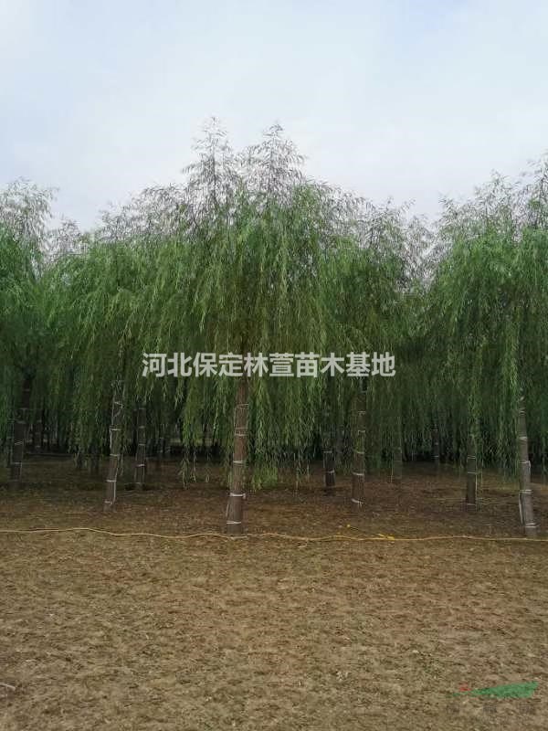 15公分垂柳