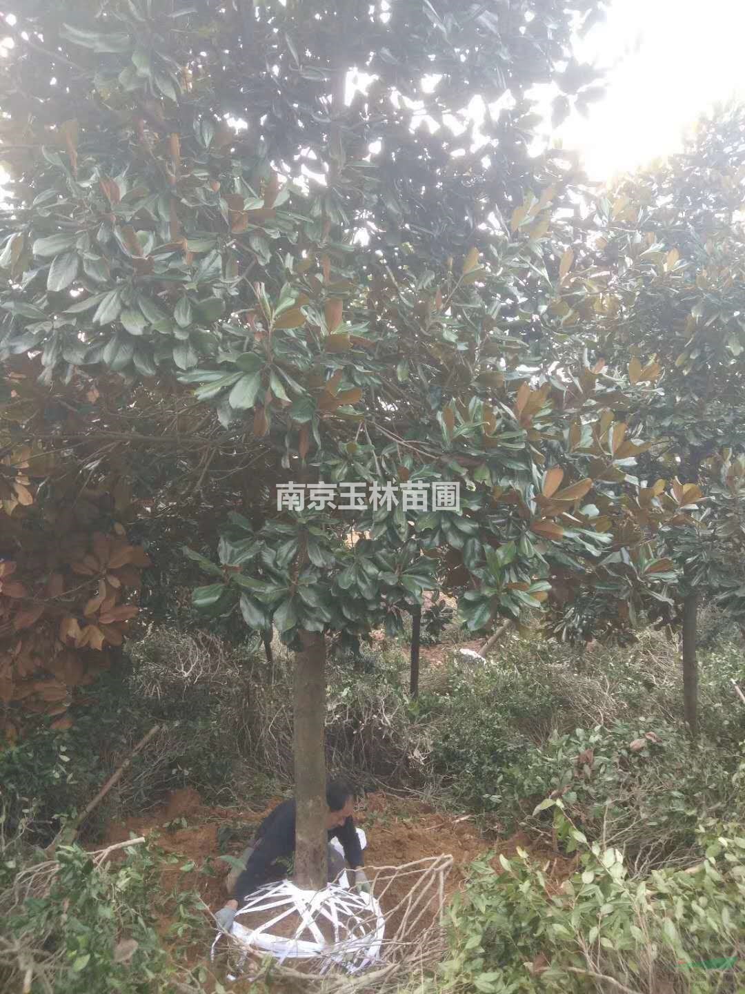 南京2021年4/5/6/7公分廣玉蘭價(jià)格