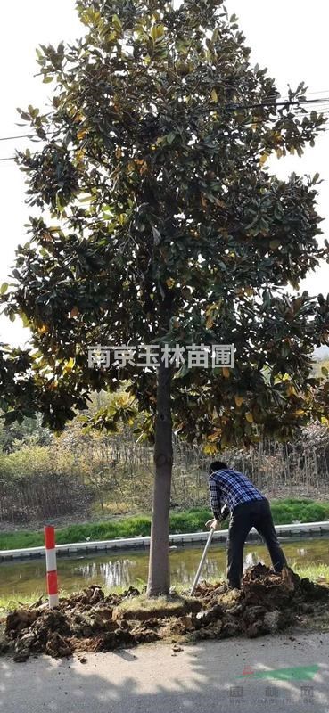 南京2021年4/5/6/7公分廣玉蘭價(jià)格