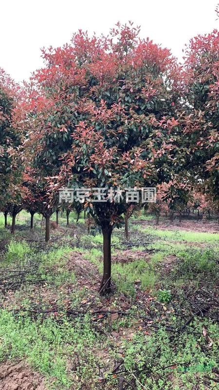 南京2021年4/5/6/7公分紅葉石楠價格