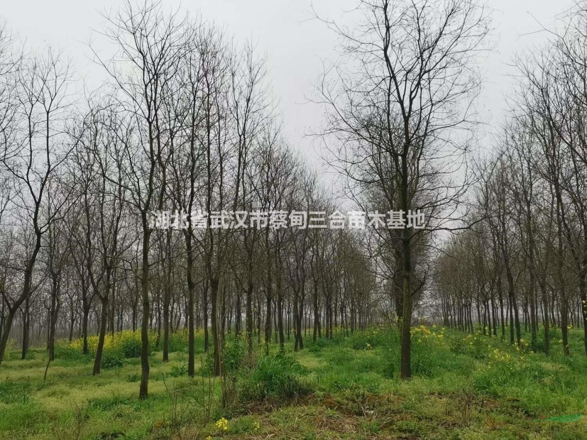 乌桕 湖北乌桕武汉乌桕红叶乌桕孝感汉川乌桕树蔡甸乌桕10公分1..