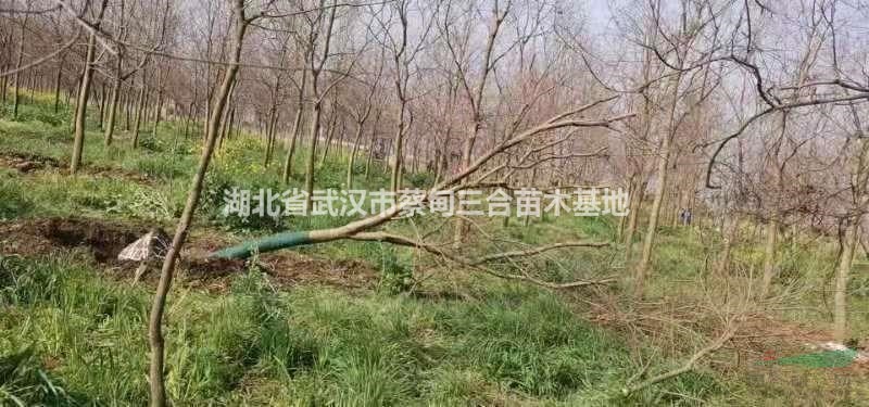 乌桕 湖北乌桕武汉乌桕红叶乌桕孝感汉川乌桕树蔡甸乌桕10公分1..